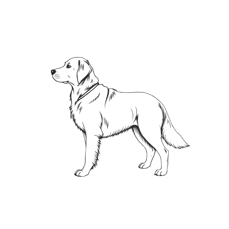 Line drawing of a golden retriever